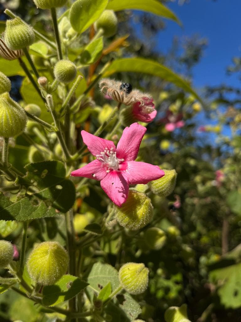 Flor rosa do cerrado em close, no terreno da villa